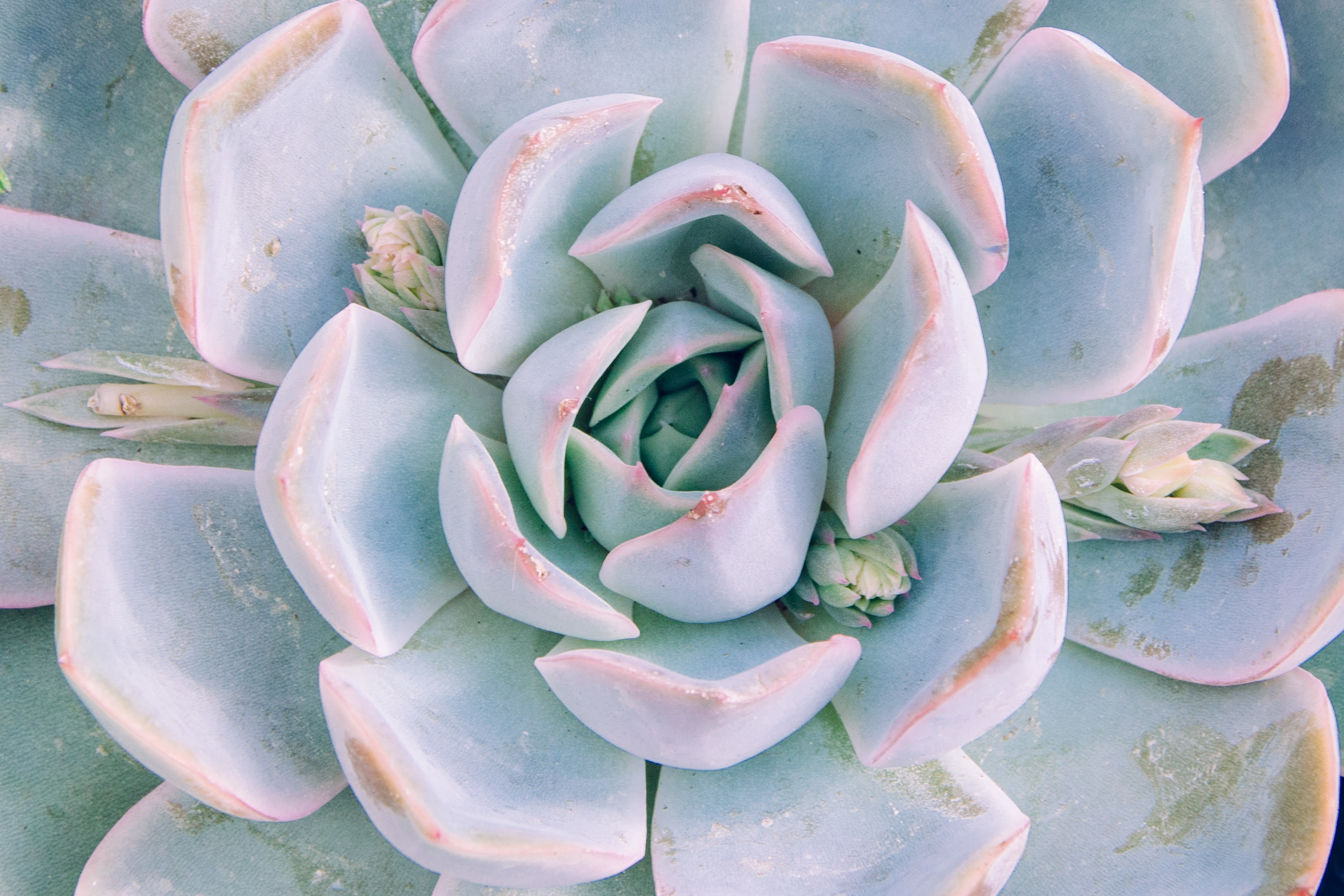 Echeveria Perle von Nurnberg succulent with beautiful purple-pink rosettes